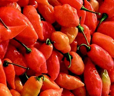 Habanada Pepper Seeds